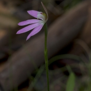 Caladenia carnea at Paddys River, ACT - suppressed