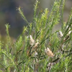 Melaleuca parvistaminea (Small-flowered Honey-myrtle) at Wodonga - 24 Oct 2020 by Kyliegw