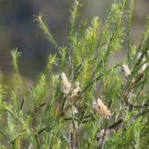 Melaleuca parvistaminea at Wodonga - 25 Oct 2020 07:30 AM