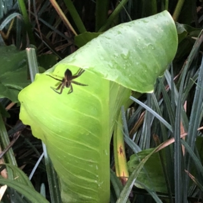 Dolomedes (genus) (Fishing spider) at Berry, NSW - 23 Oct 2020 by Username279
