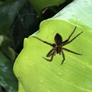 Dolomedes sp. (genus) at Berry, NSW - 23 Oct 2020