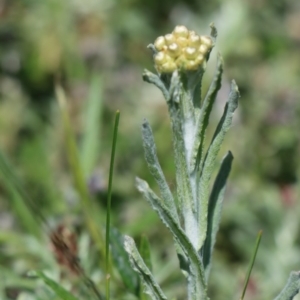 Pseudognaphalium luteoalbum at Gundaroo, NSW - 11 Oct 2020