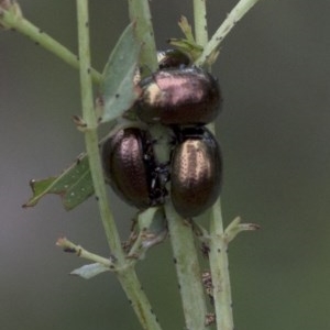 Chrysolina quadrigemina at Paddys River, ACT - 25 Oct 2020