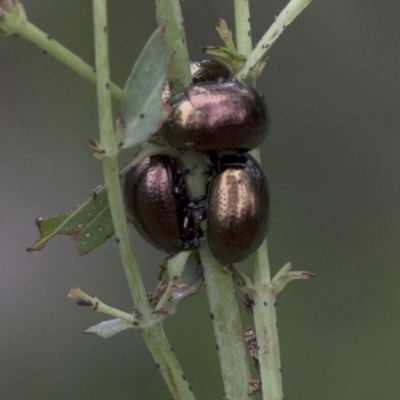 Chrysolina quadrigemina (Greater St Johns Wort beetle) at Tidbinbilla Nature Reserve - 25 Oct 2020 by JudithRoach