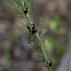 Chrysolina quadrigemina at Paddys River, ACT - 25 Oct 2020