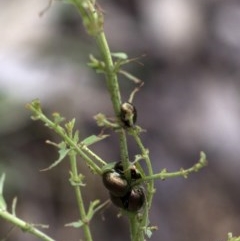 Chrysolina quadrigemina at Paddys River, ACT - 25 Oct 2020