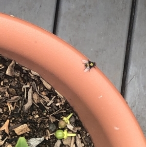 Amenia leonina at Berry, NSW - 24 Oct 2020