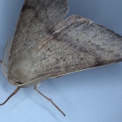 Arhodia lasiocamparia at Ainslie, ACT - 19 Oct 2020