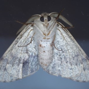 Arhodia lasiocamparia at Ainslie, ACT - 19 Oct 2020