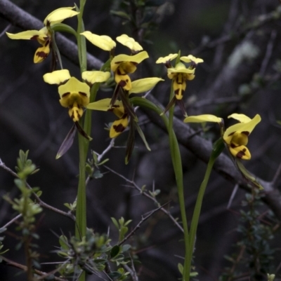 Diuris sulphurea (Tiger Orchid) at Paddys River, ACT - 25 Oct 2020 by Judith Roach