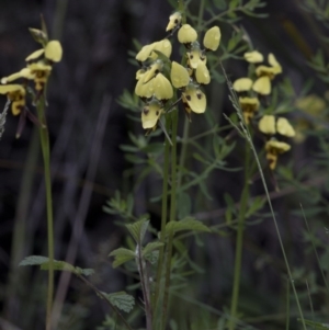 Diuris sulphurea at Paddys River, ACT - 25 Oct 2020