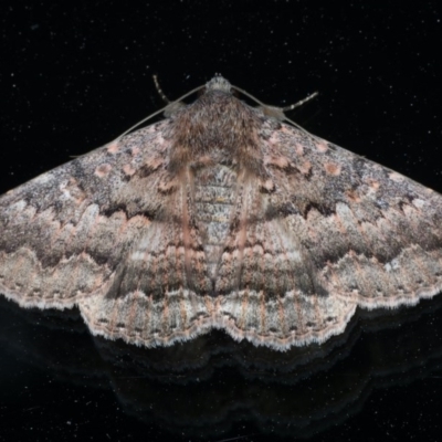 Eudesmeola lawsoni (Lawson's Night Moth) at Ainslie, ACT - 18 Oct 2020 by jb2602