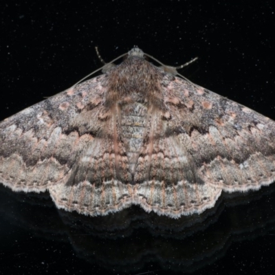 Eudesmeola lawsoni (Lawson's Night Moth) at Ainslie, ACT - 18 Oct 2020 by jbromilow50