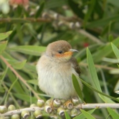 Myzomela sanguinolenta (Scarlet Honeyeater) at Tathra, NSW - 25 Oct 2020 by Steve Mills