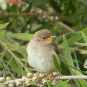 Myzomela sanguinolenta at Tathra, NSW - 25 Oct 2020 11:20 AM