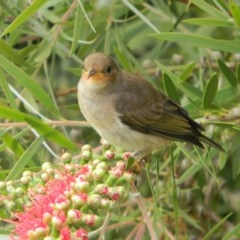 Myzomela sanguinolenta at Tathra, NSW - 25 Oct 2020 11:20 AM