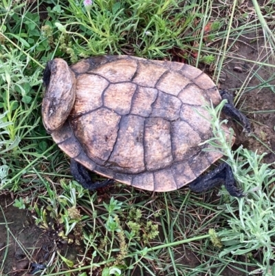 Chelodina longicollis (Eastern Long-necked Turtle) at Bungendore, NSW - 24 Oct 2020 by yellowboxwoodland