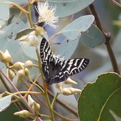 Comocrus behri (Mistletoe Day Moth) at Wodonga - 25 Oct 2020 by LizetteSalmon