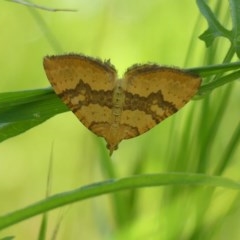 Chrysolarentia polyxantha (Yellow Carpet Moth) at West Wodonga, VIC - 24 Oct 2020 by LizetteSalmon