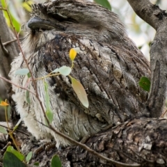 Podargus strigoides at Lyneham, ACT - 25 Oct 2020