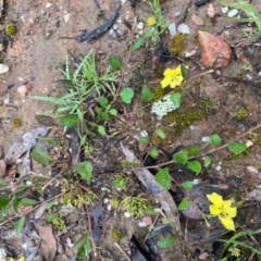 Goodenia hederacea (Ivy Goodenia) at Bungendore, NSW - 23 Oct 2020 by yellowboxwoodland