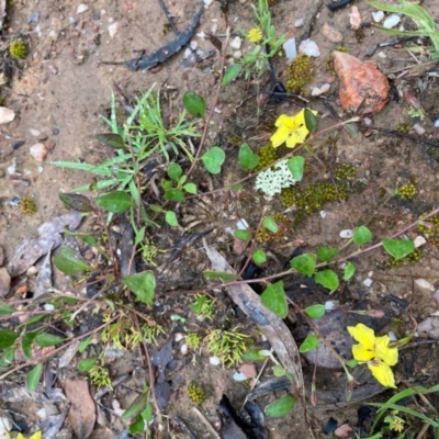 Goodenia hederacea (Ivy Goodenia) at Bungendore, NSW - 23 Oct 2020 by yellowboxwoodland