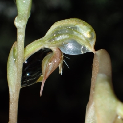 Oligochaetochilus aciculiformis (Needle-point rustyhood) at Captains Flat, NSW - 25 Oct 2020 by dan.clark