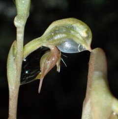 Oligochaetochilus aciculiformis (Needle-point rustyhood) at Yanununbeyan State Conservation Area - 24 Oct 2020 by dan.clark
