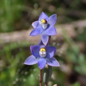 Thelymitra pauciflora at Theodore, ACT - 23 Oct 2020