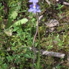 Thelymitra pauciflora at Theodore, ACT - suppressed