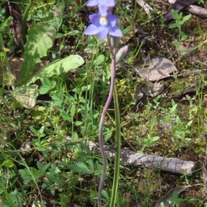 Thelymitra pauciflora at Theodore, ACT - 23 Oct 2020