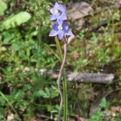 Thelymitra pauciflora at Theodore, ACT - 23 Oct 2020