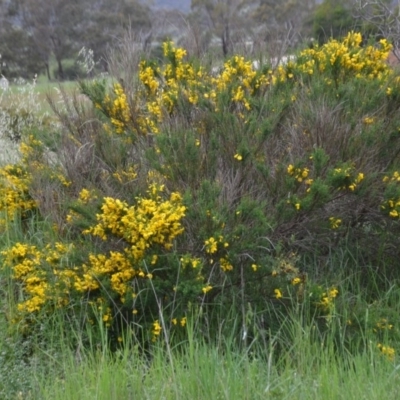 Cytisus scoparius subsp. scoparius (Scotch Broom, Broom, English Broom) at Sutton, NSW - 24 Oct 2020 by natureguy