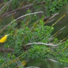 Cytisus scoparius subsp. scoparius at Sutton, NSW - 24 Oct 2020