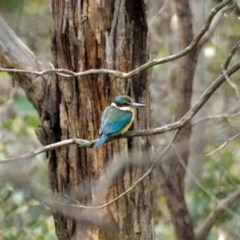 Todiramphus sanctus (Sacred Kingfisher) at Mulligans Flat - 25 Oct 2020 by trevsci