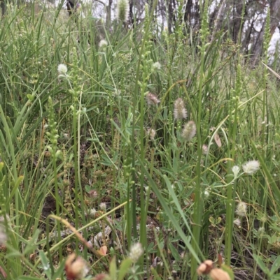 Microtis sp. (Onion Orchid) at Hawker, ACT - 25 Oct 2020 by strigo