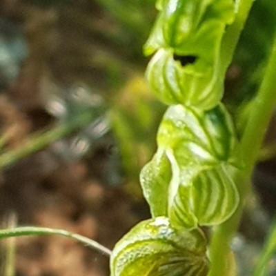 Hymenochilus bicolor (ACT) = Pterostylis bicolor (NSW) (Black-tip Greenhood) at Watson, ACT - 20 Oct 2020 by waltraud