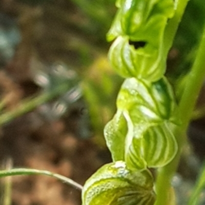 Hymenochilus bicolor (Black-tip Greenhood) at Mount Majura - 20 Oct 2020 by waltraud