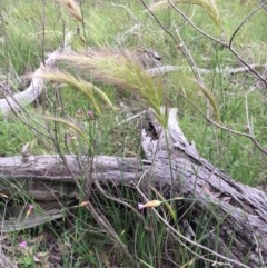 Dichelachne (genus) (Plume Grasses) at Holt, ACT - 25 Oct 2020 by strigo