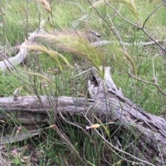 Dichelachne sp. (Plume Grasses) at Holt, ACT - 25 Oct 2020 by strigo