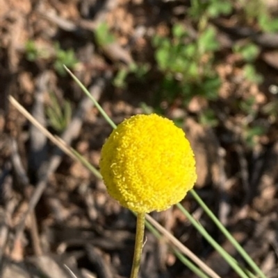 Craspedia variabilis (Common Billy Buttons) at Griffith Woodland - 22 Oct 2020 by AlexKirk