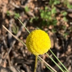 Craspedia variabilis (Common Billy Buttons) at Griffith, ACT - 22 Oct 2020 by AlexKirk