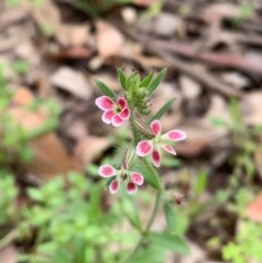 Silene gallica (French Catchfly) at Quaama, NSW - 25 Oct 2020 by FionaG