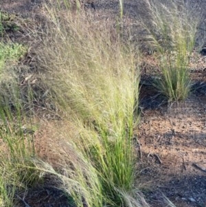 Austrostipa scabra at Griffith, ACT - 18 Oct 2020 05:37 PM