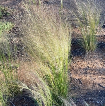 Austrostipa scabra (Corkscrew Grass, Slender Speargrass) at Griffith Woodland - 18 Oct 2020 by AlexKirk