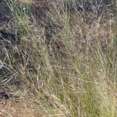 Austrostipa scabra at Griffith, ACT - 18 Oct 2020