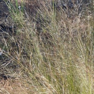 Austrostipa scabra at Griffith, ACT - 18 Oct 2020