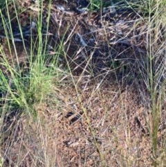 Austrostipa scabra at Griffith, ACT - 18 Oct 2020