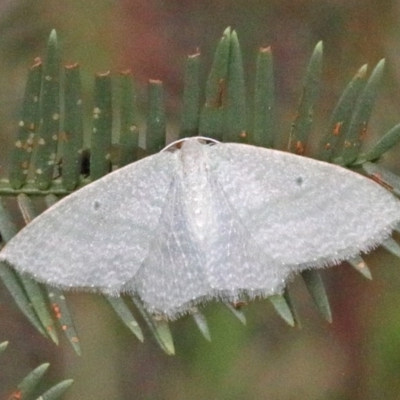 Poecilasthena thalassias (Sea-blue Delicate) at Dryandra St Woodland - 25 Oct 2020 by ConBoekel