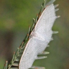 Poecilasthena thalassias at O'Connor, ACT - 25 Oct 2020